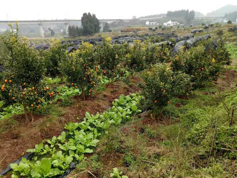 新老柑橘果园转让(四川南充南部县)